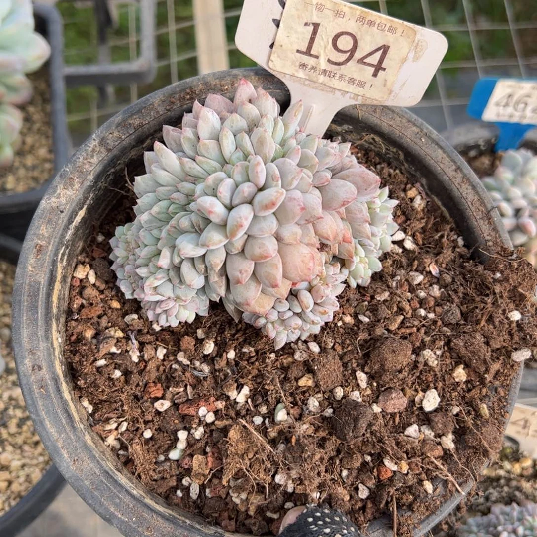 圈***194号冰玉多肉植物