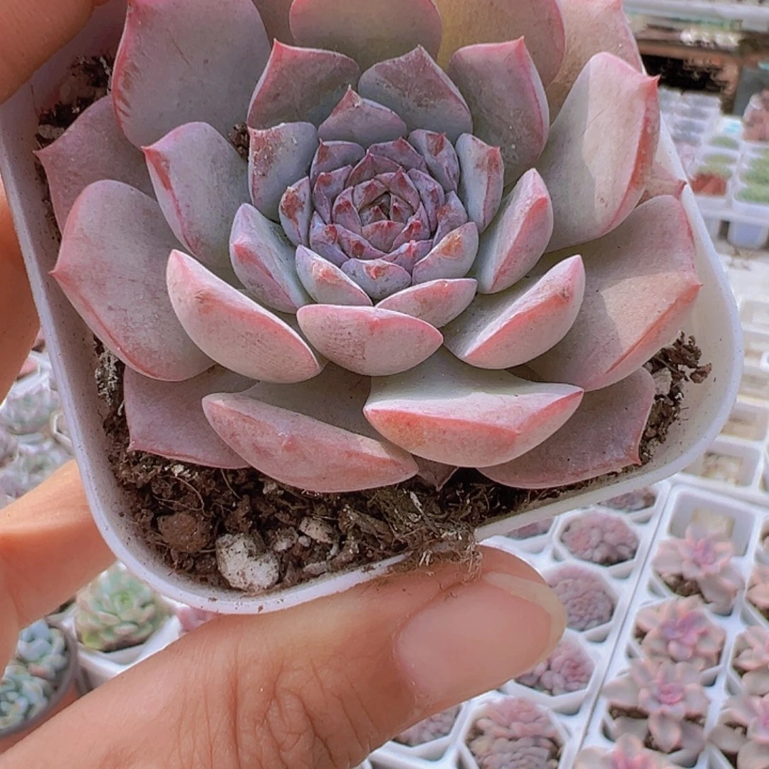 恩宠多肉植物19包邮