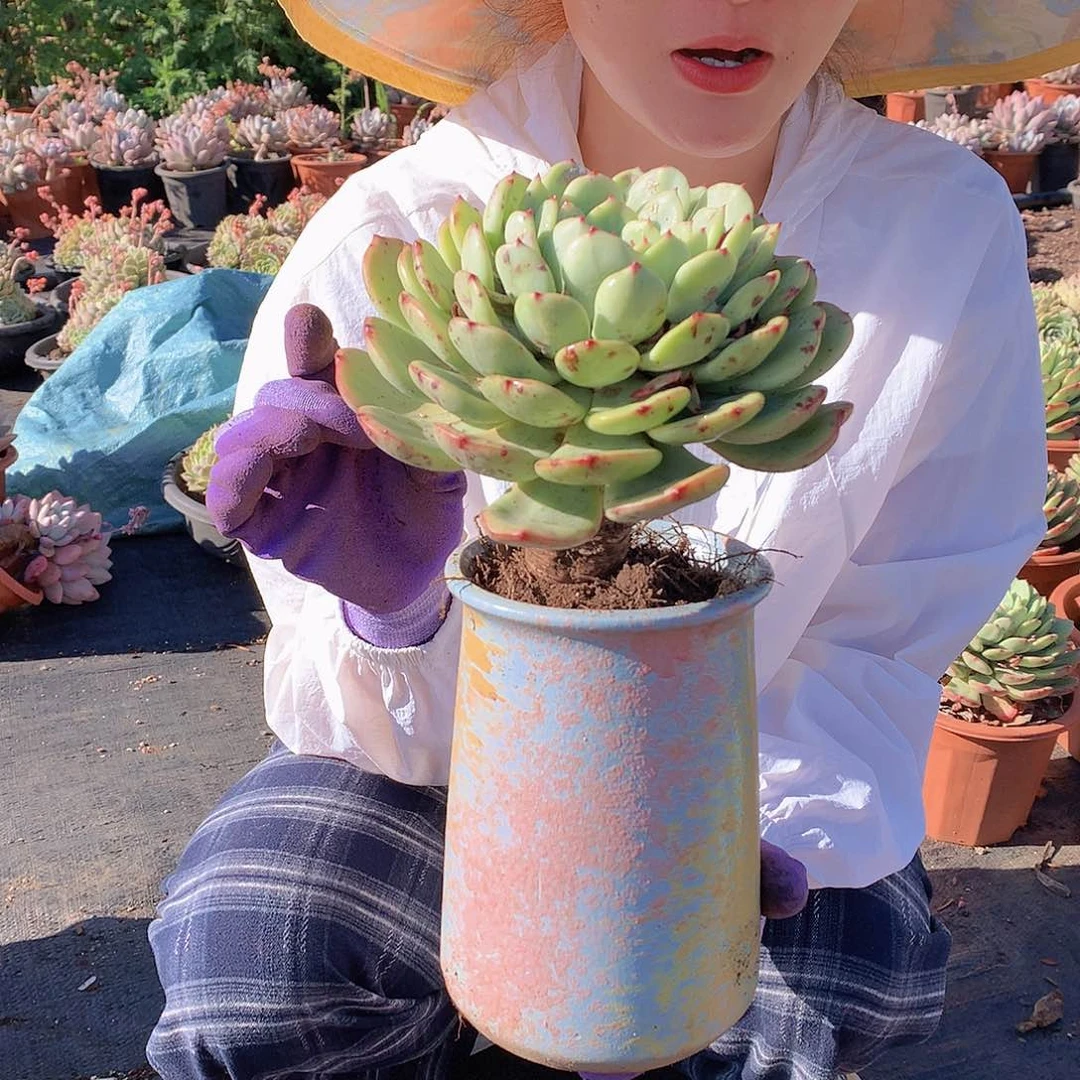 三文鱼大单头10.8 多肉植物