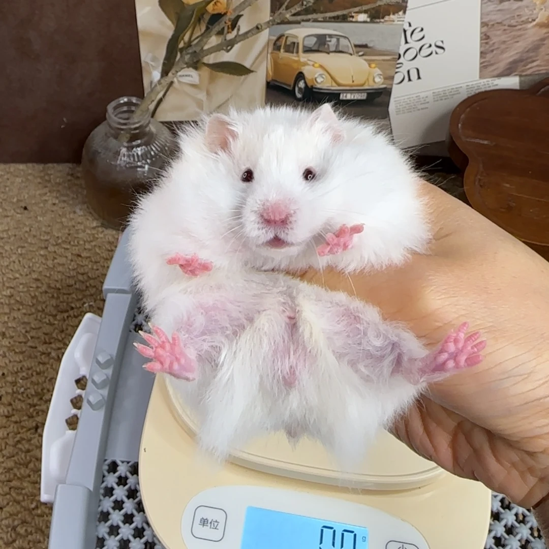 蜜波弟弟10.3生日