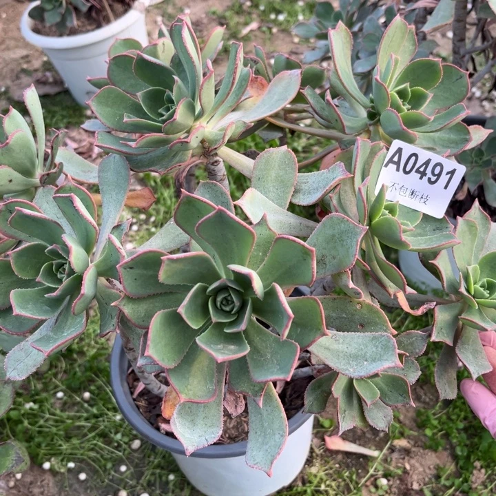 491 多肉法师不包断枝