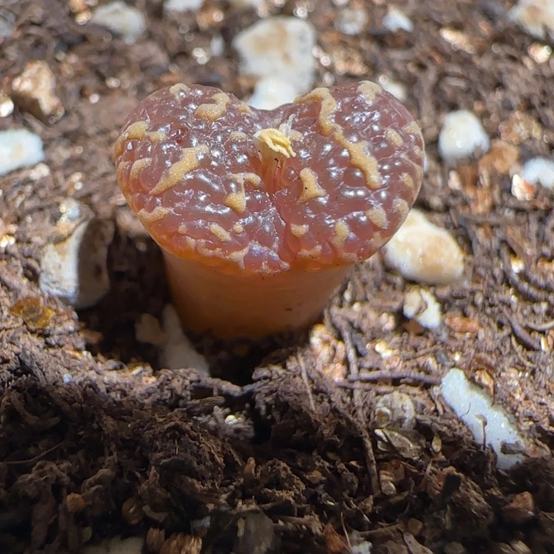 肉锥多肉植物组合-酒红泡泡勋1359