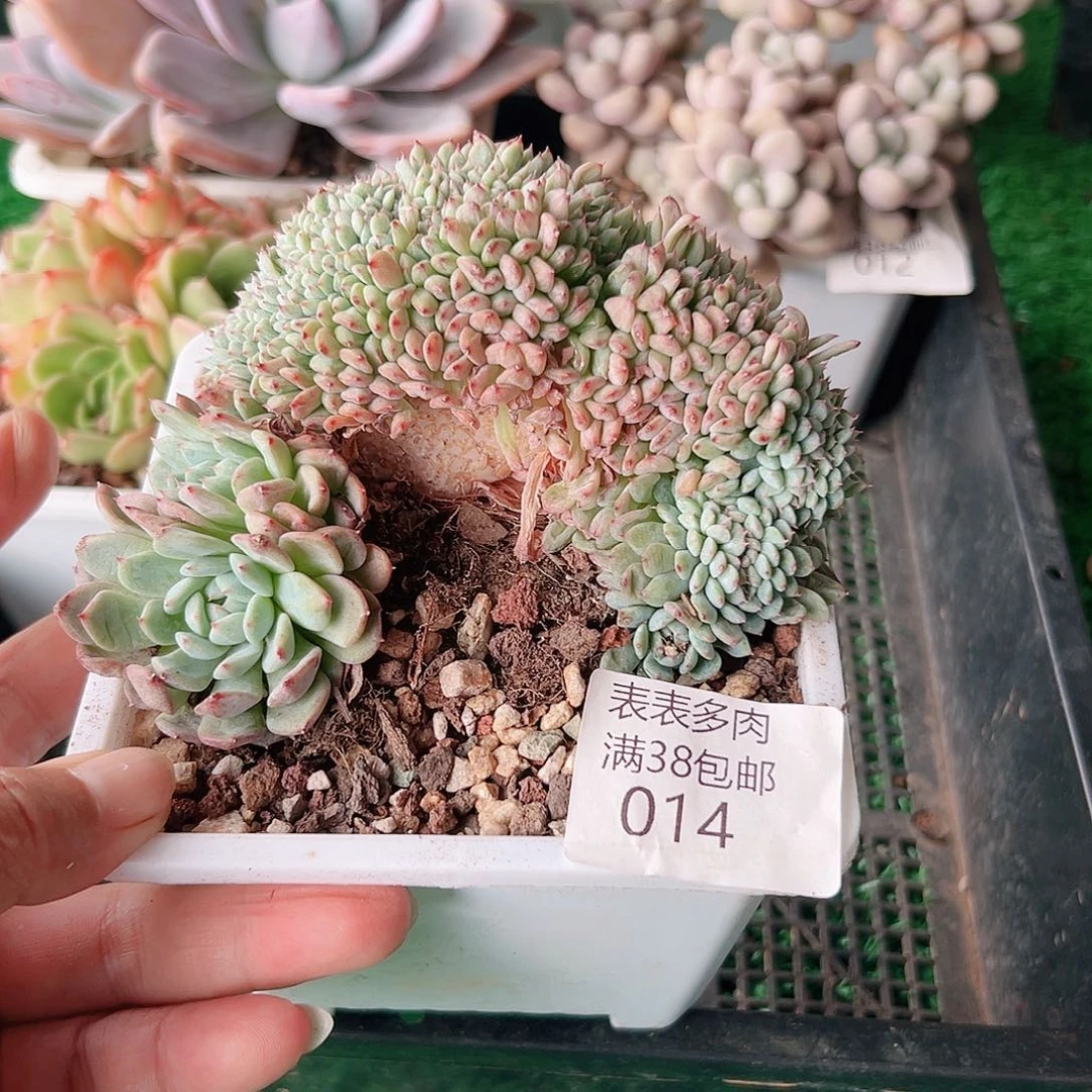 多肉一物一拍植物014