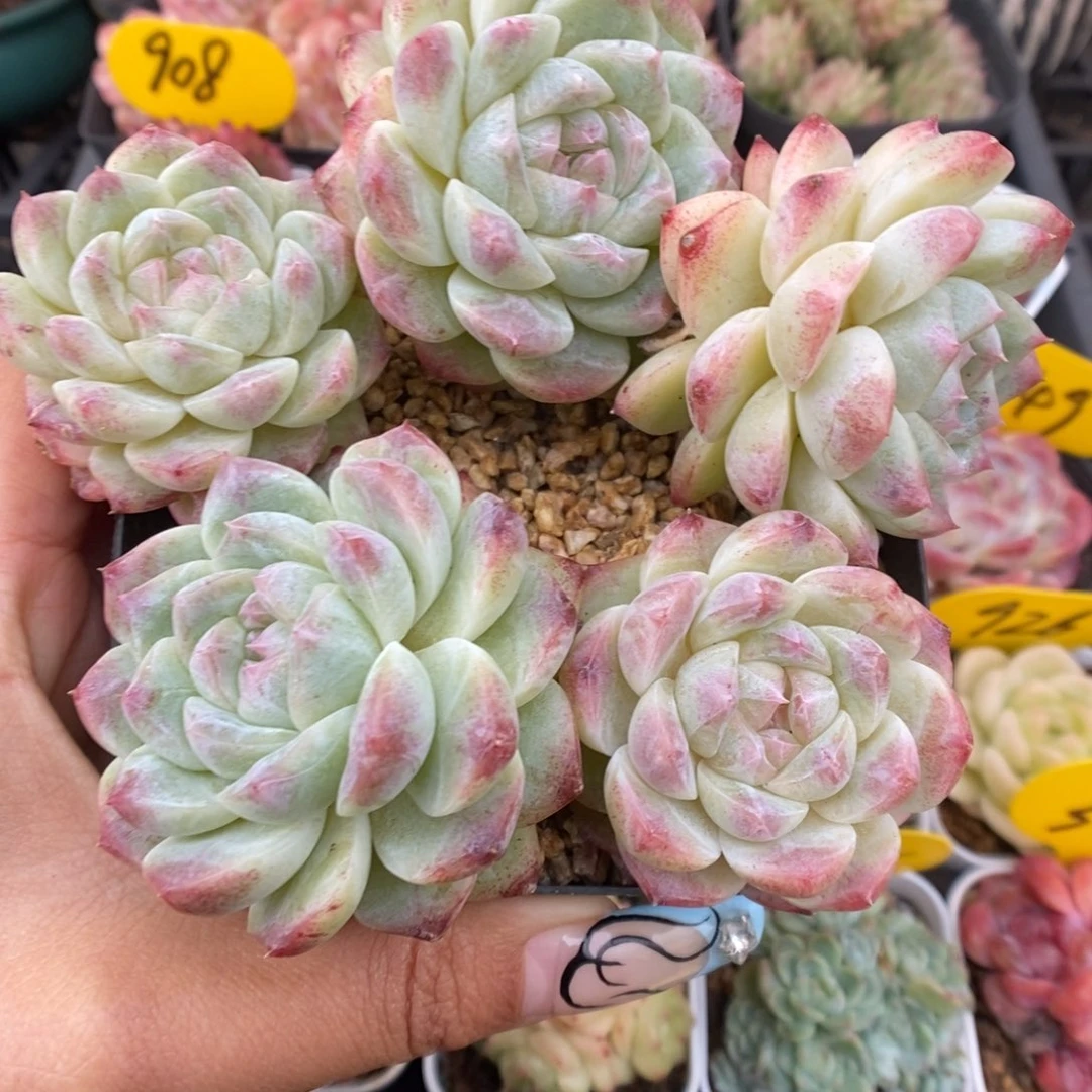 糖心珍妮群生333号。