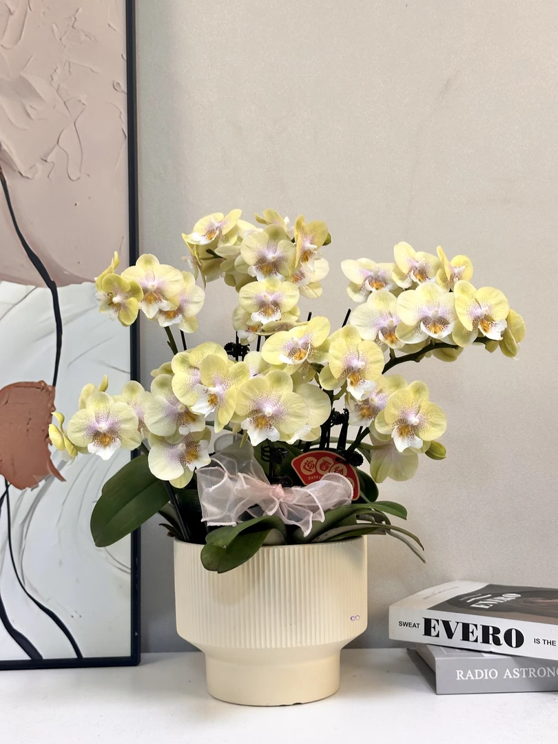 蝴蝶兰 【香菠萝】真花 秋冬耐寒花卉 四季开花 多样性发货