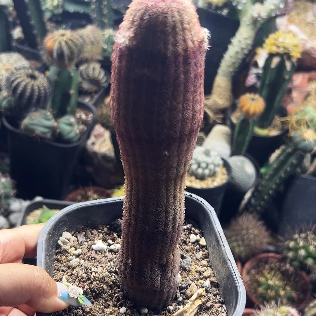 红太阳仙人球1111111111111