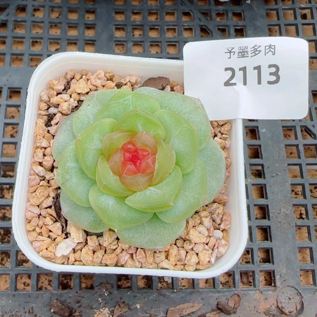 孤品珍妮，2113多肉植物