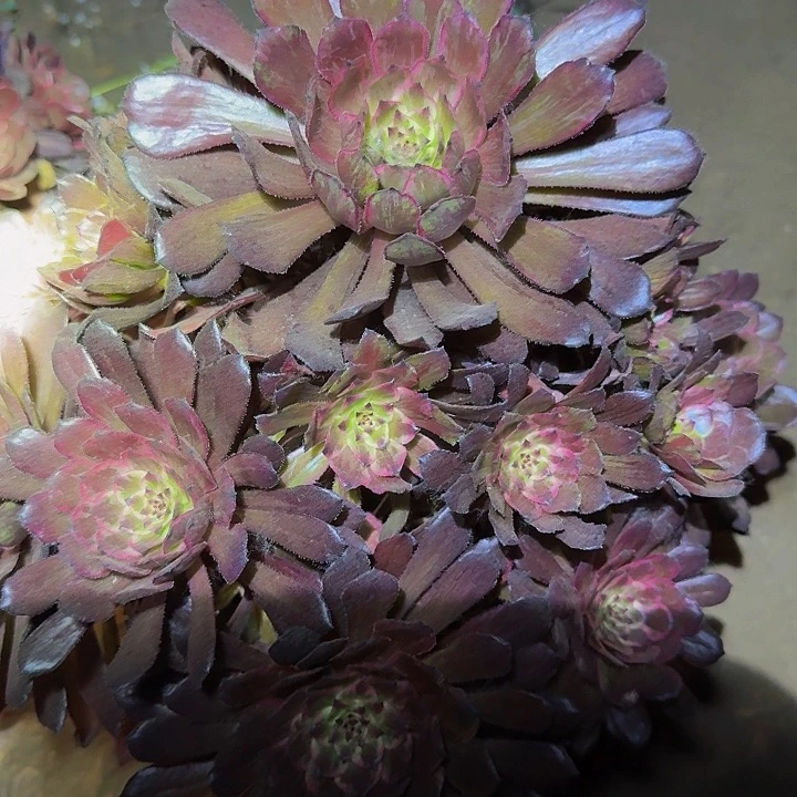 精品紫霞老桩亏本福利