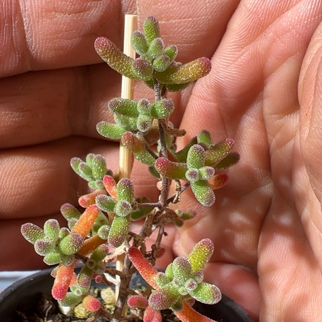 冰糖50杯老桩福利