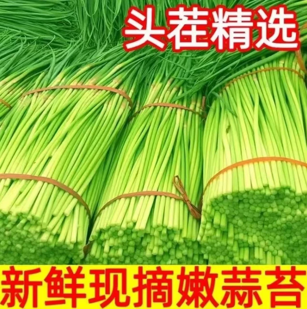 【现摘现发】2025新鲜蒜苔 批发农家种植蒜苗红帽蒜苔 蒜毫当季蔬菜