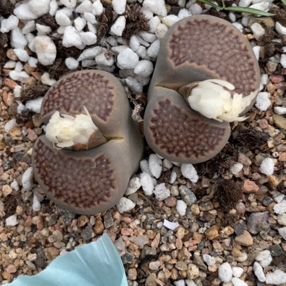 非偏远满20包邮882