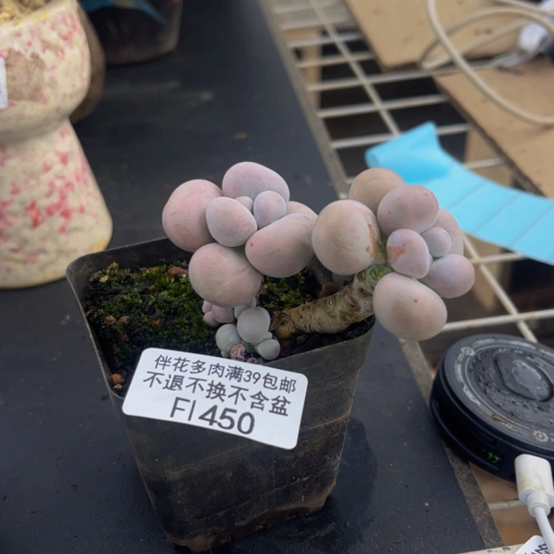 瑾***翊450-芭比奶多肉6cm
