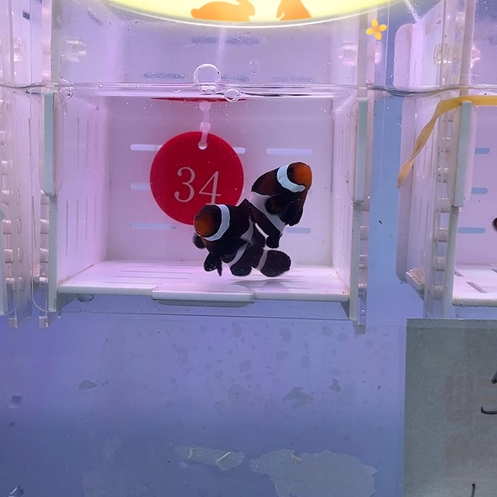 海水鱼奥黑精品一对