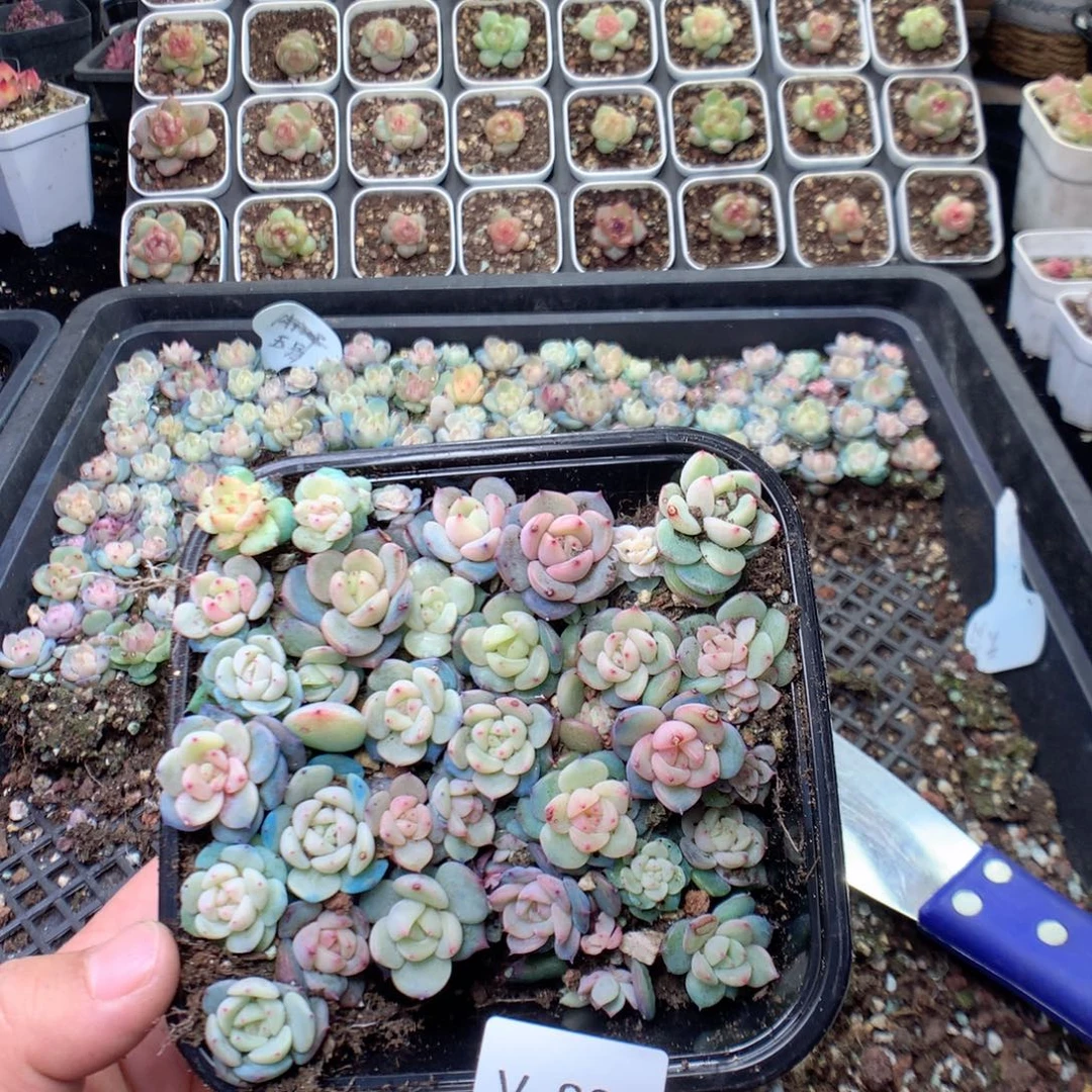 无花朵V80英语英语