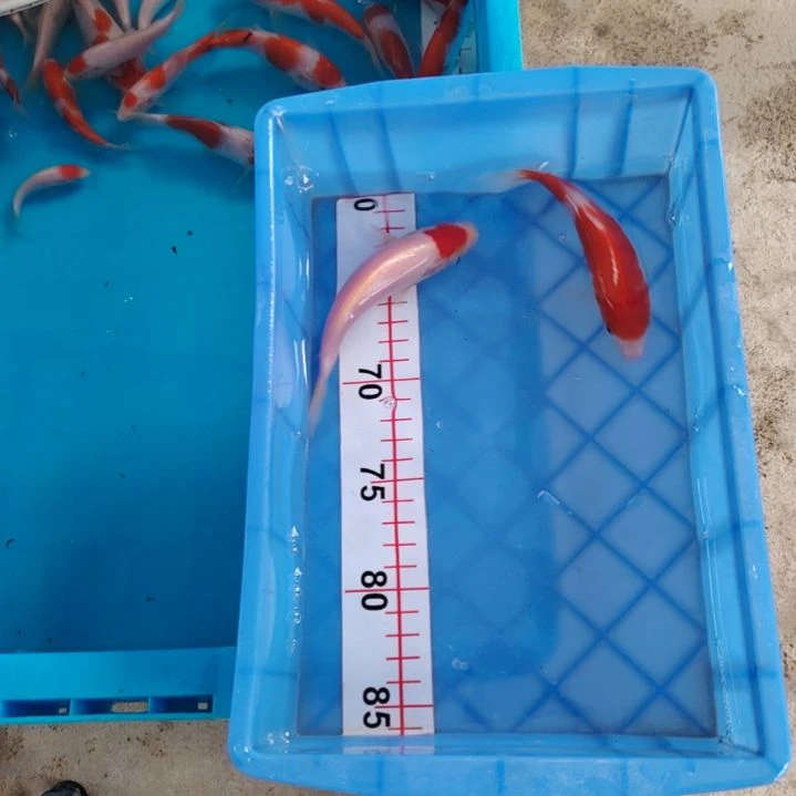 海水顺丰包邮开箱包活1
