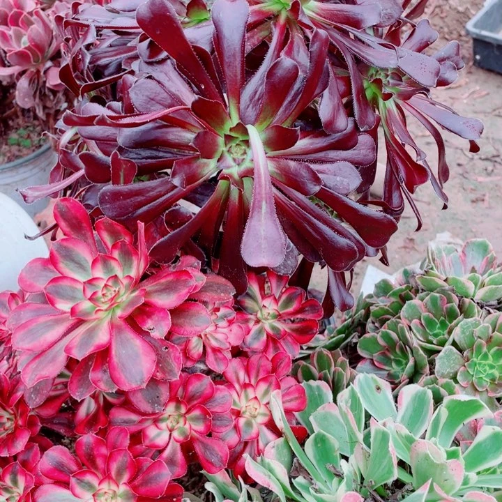 多肉植物组合 413