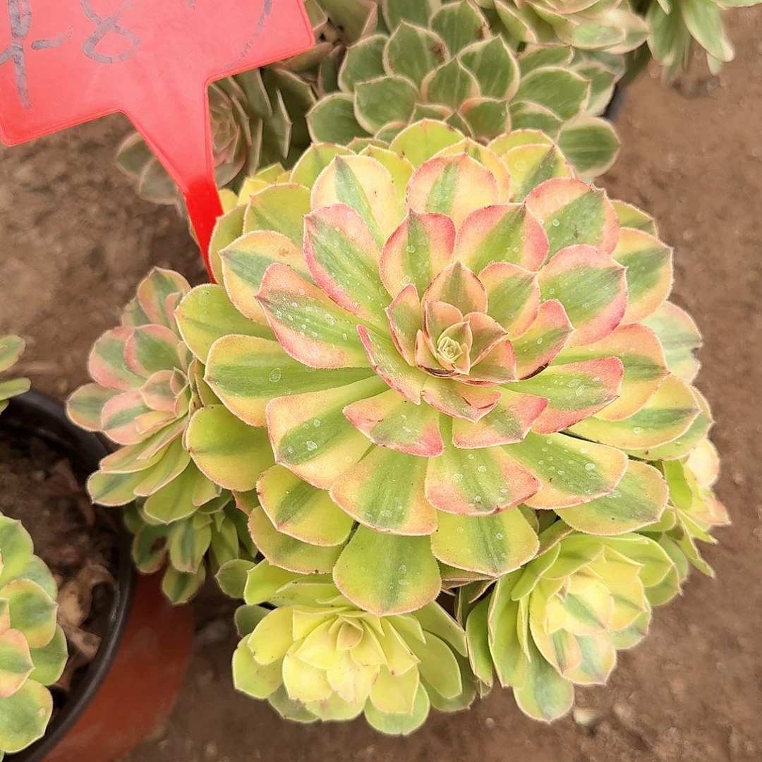 4-893雨荷多肉法师
