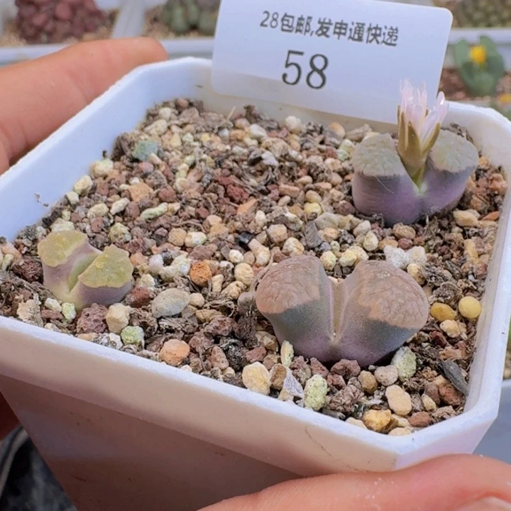 58。