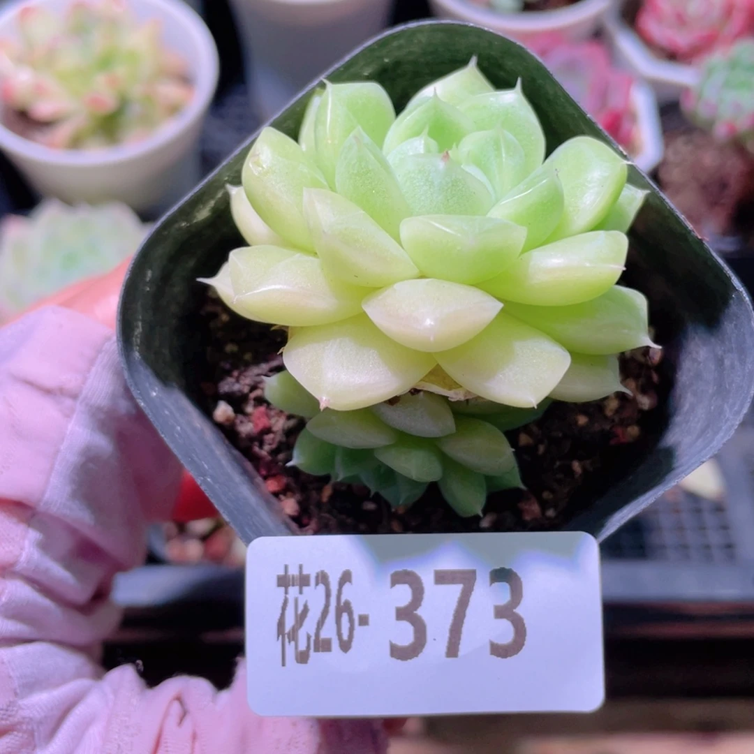 花利美26-373麦秆