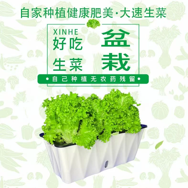 大速生菜种植套餐（菜盆+营养土蔬菜+菜苗或种子）四季高产盆栽