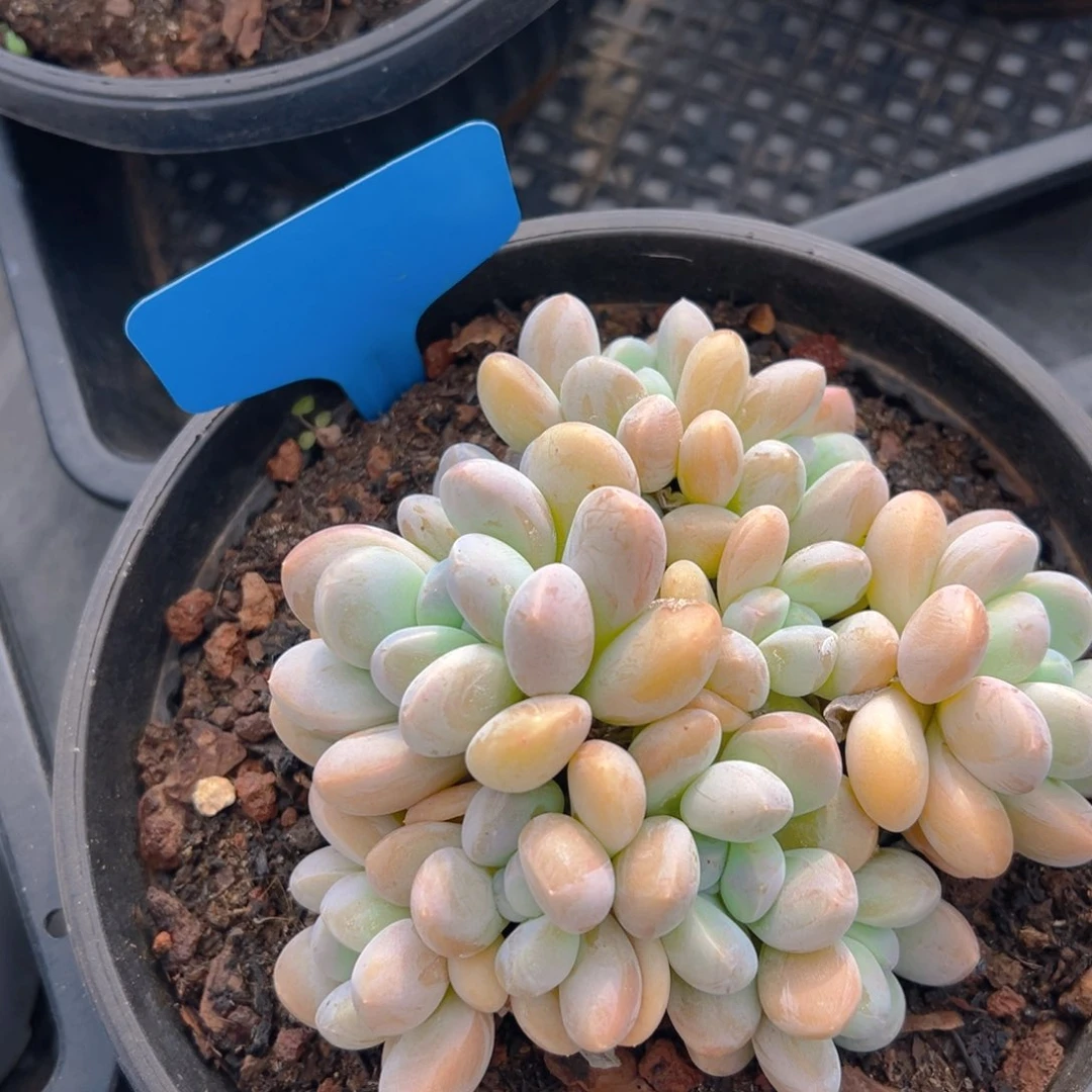 福利来啦打榜啦打榜