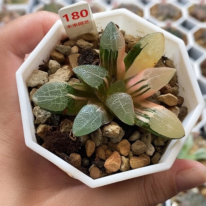 180网纹克锦一物一拍