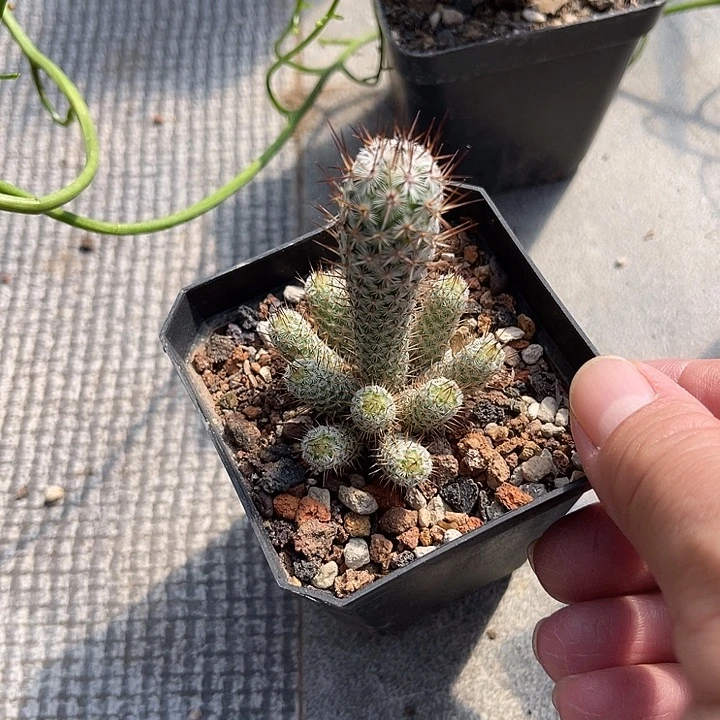 无花朵灰狐仙人球一物一拍