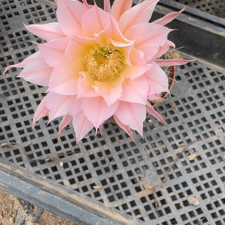 391实生彩草瘦脱土掰花斑