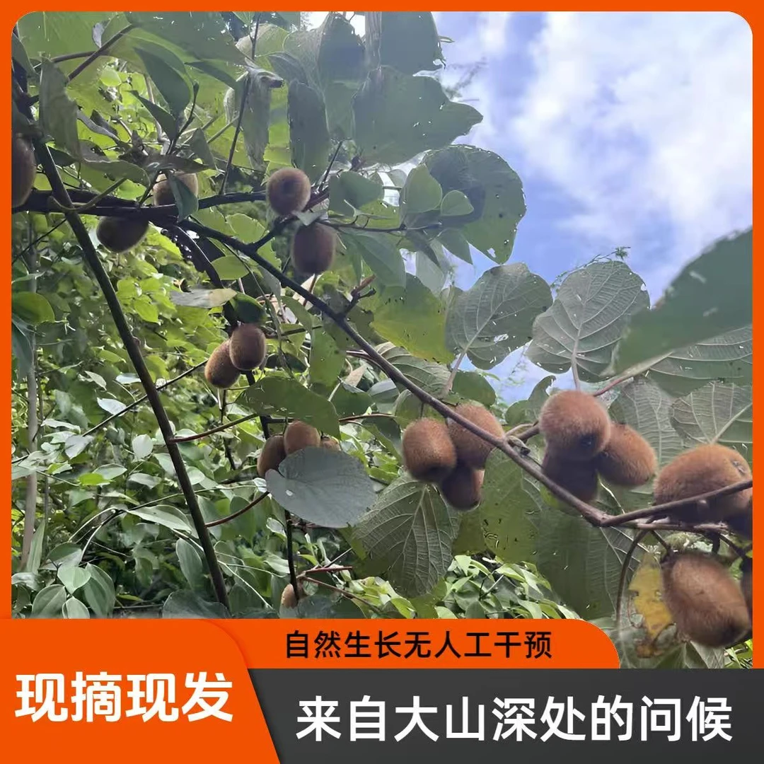 【秦岭野生猕猴桃】原生态水果 坏果包赔 现摘现发 绿心猕猴桃