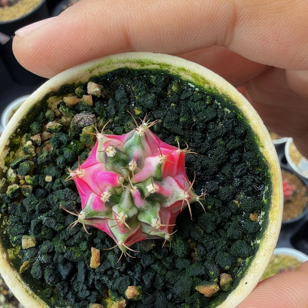 当前无花朵，栽培后可花朵