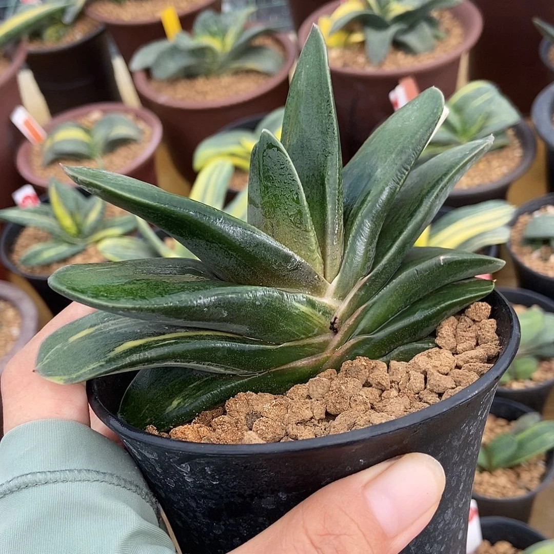 270卧牛实生锦带盆发货