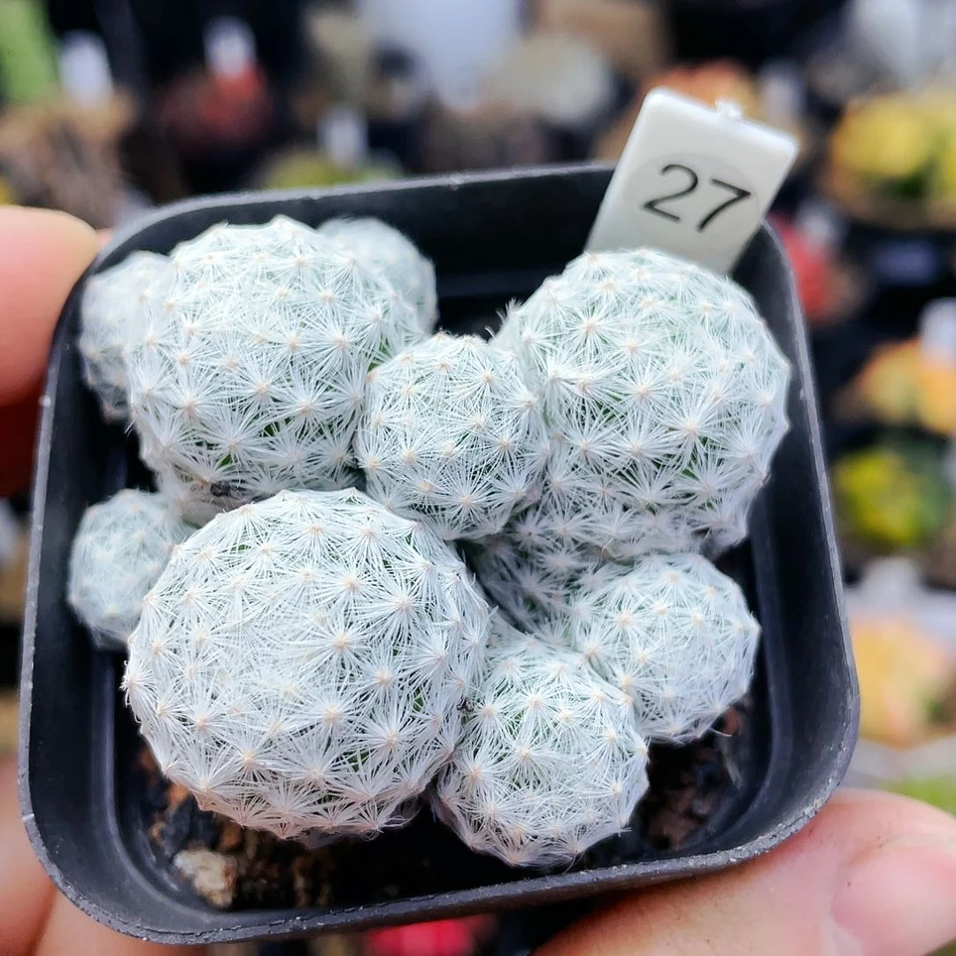 非偏远地区满25发货仙人球