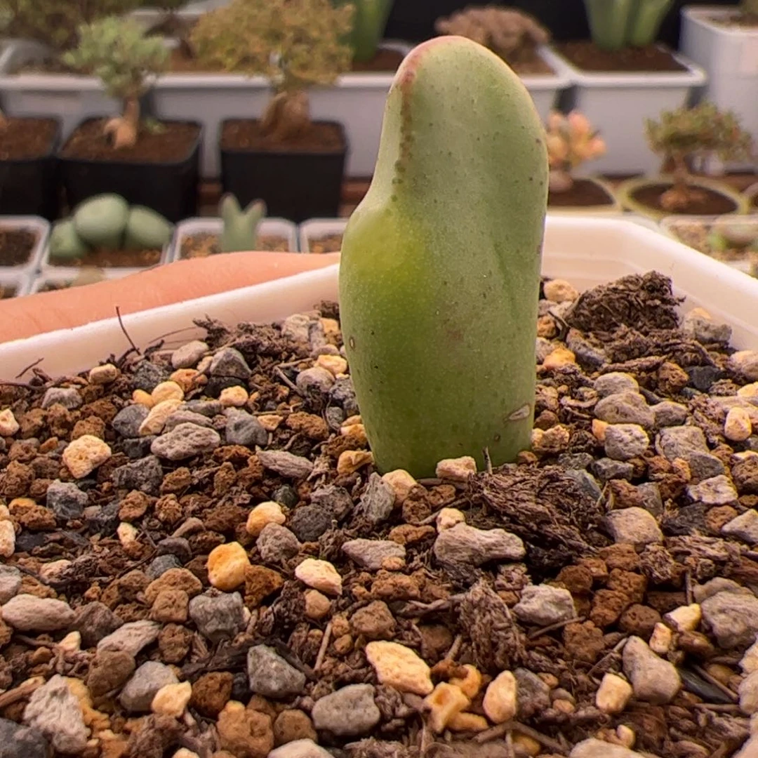 243号独脚兽12.30多肉