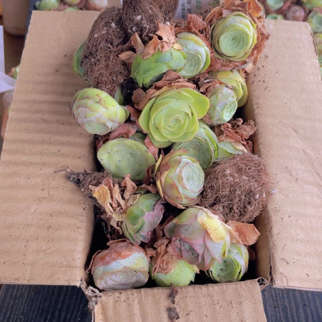 保底三十二颗量拍888888