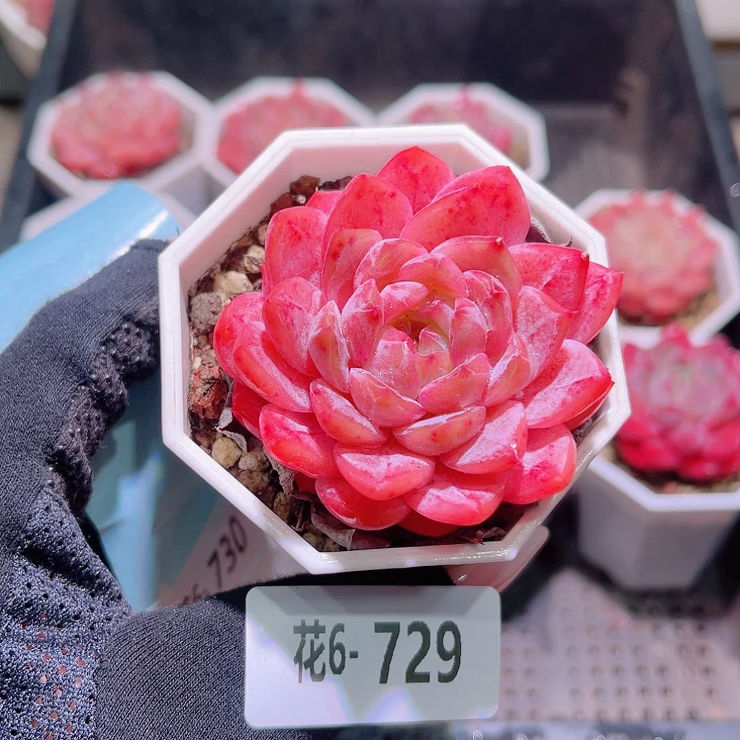 花利美6-729精选糖心