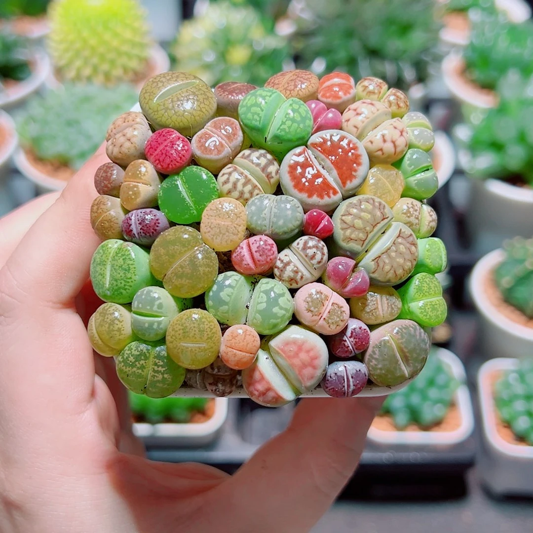生石花彩拼带白盆种好