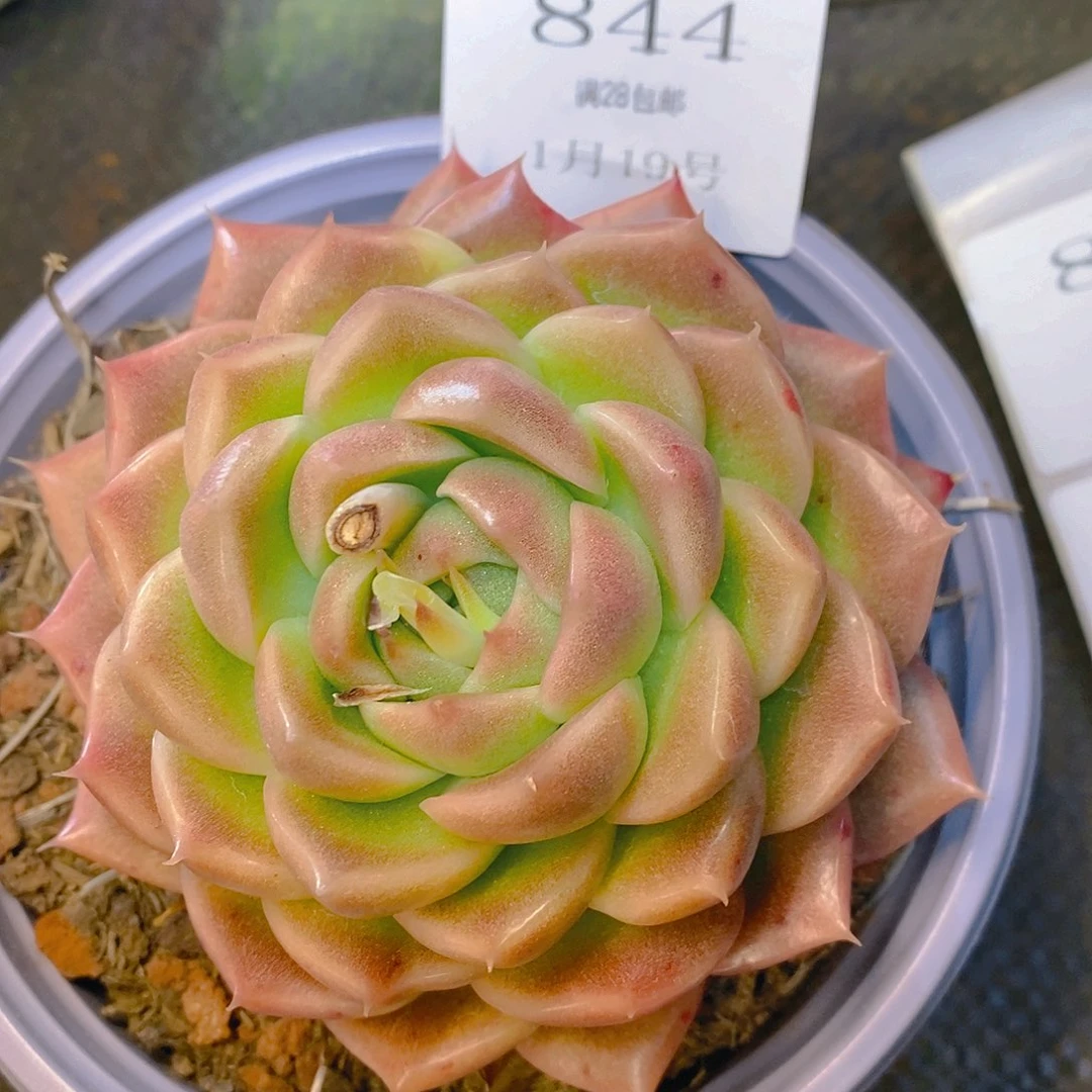 【闪购商品】云844