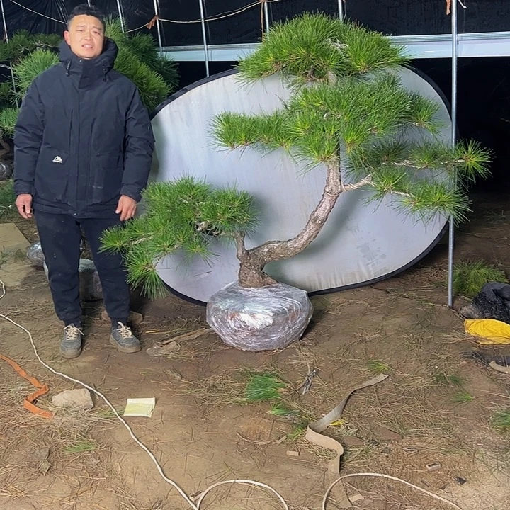 W***.环岛园林黑松直播