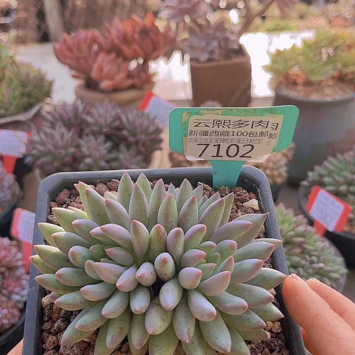 7102虞美人。