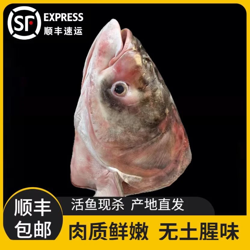 东北冷水胖头鱼头活鱼大头鱼9-10斤去鳃净重顺丰包邮鲜鱼速冻