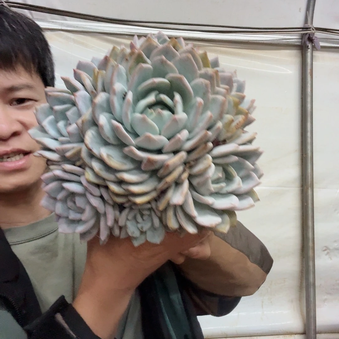 停***7绿盆手捧橙梦路多肉植物