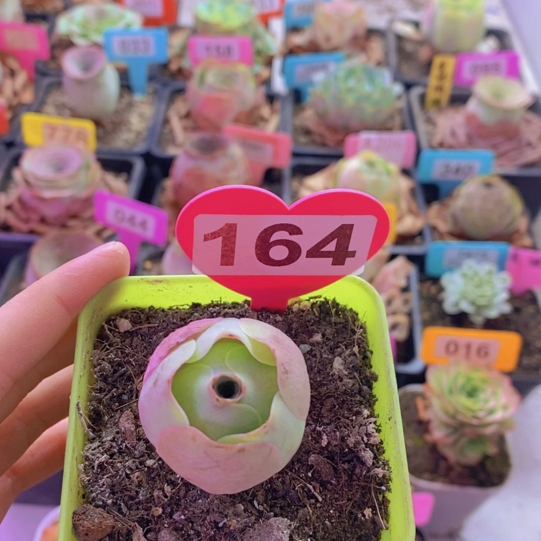 山地玫瑰一物一拍水蜜桃164