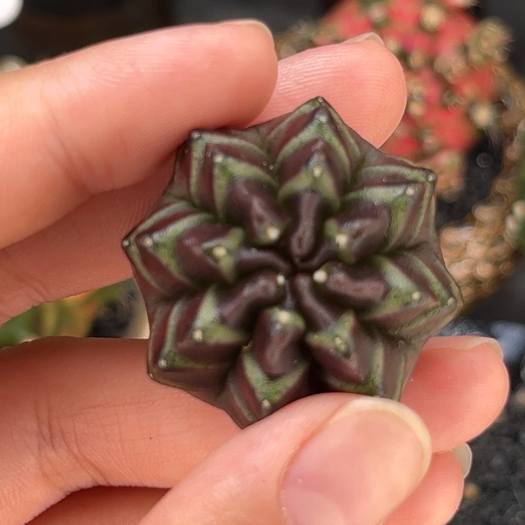 黑梦 米哈仙人球