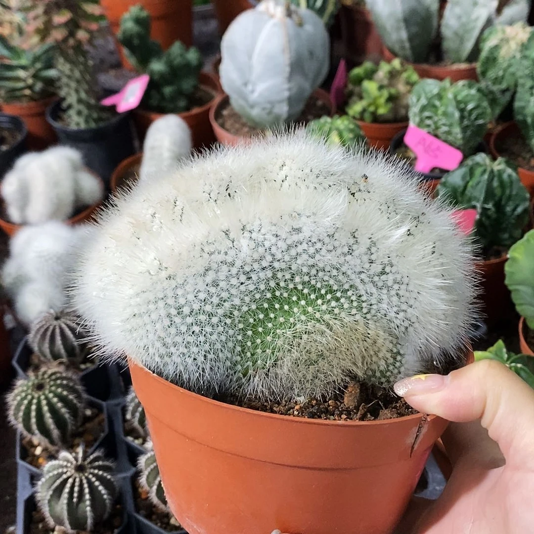 花花草草花花草草