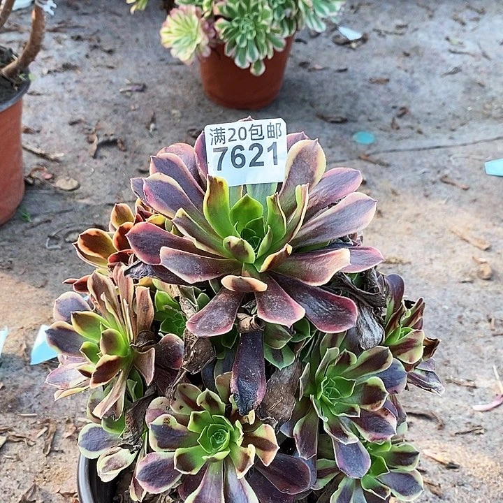 7621 一颗欧嘉莉法师