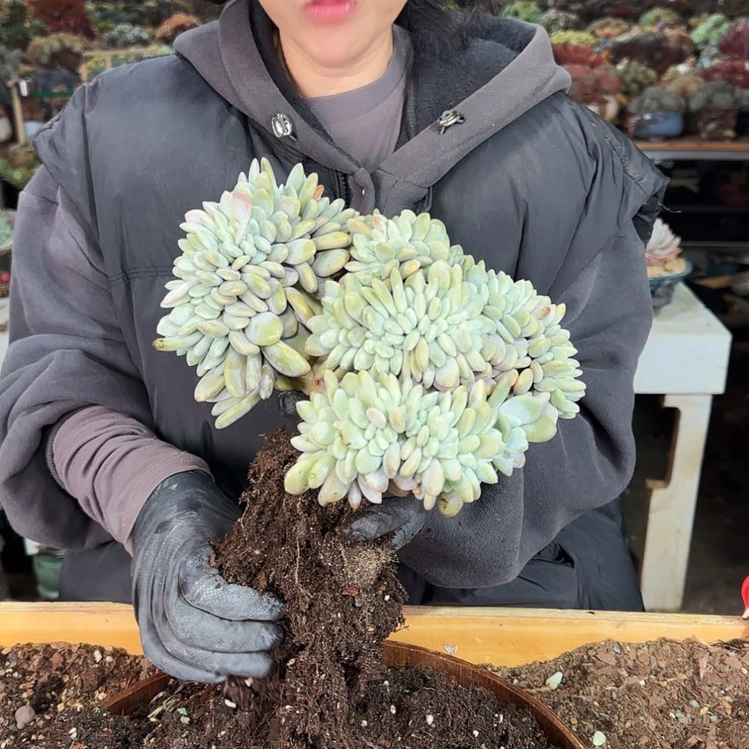 紫*晶紫水晶，粉兔缀280      肉