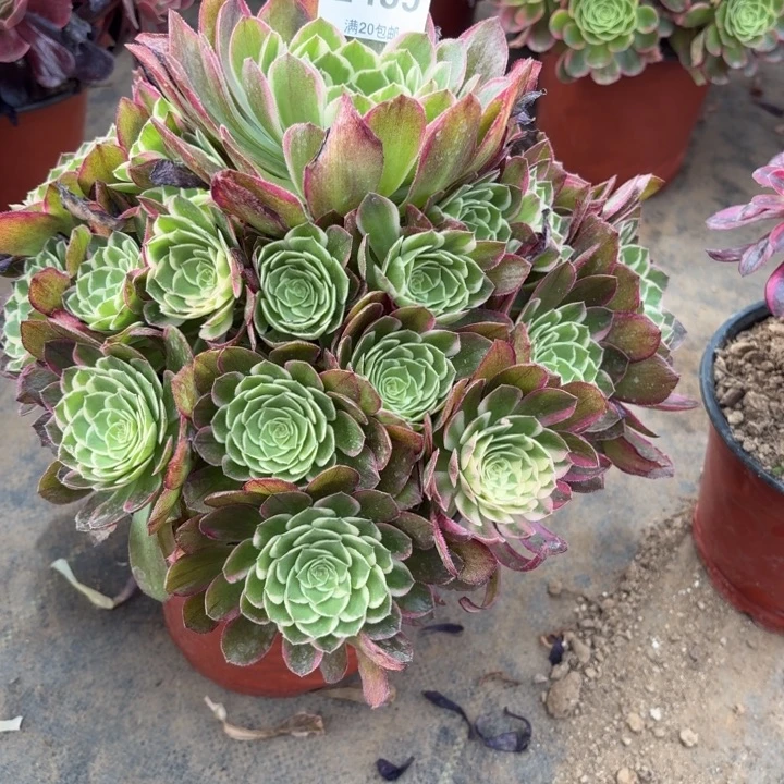 多肉植物 435 海王。。。