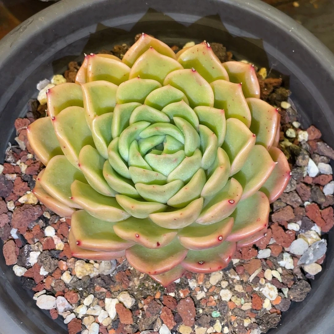 多肉植物一物一拍