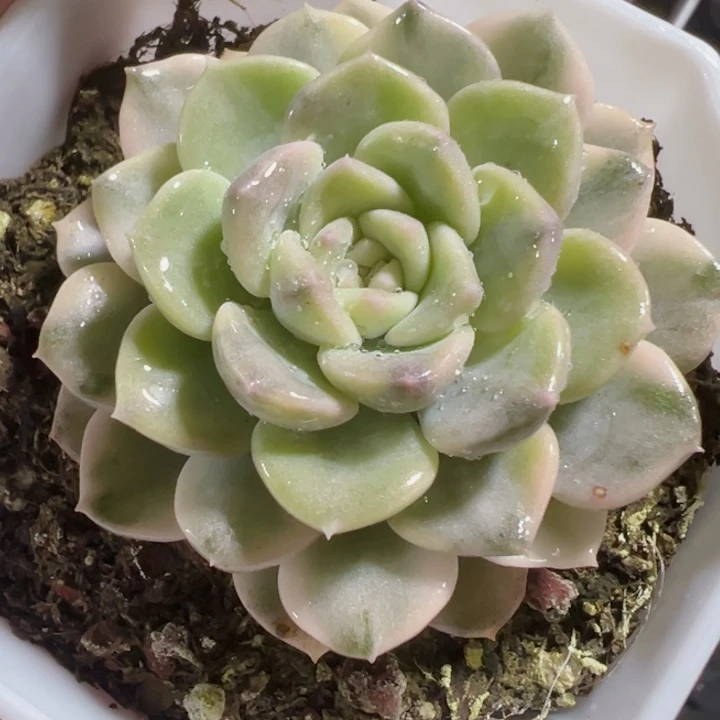 分布偶锦精品多肉植物