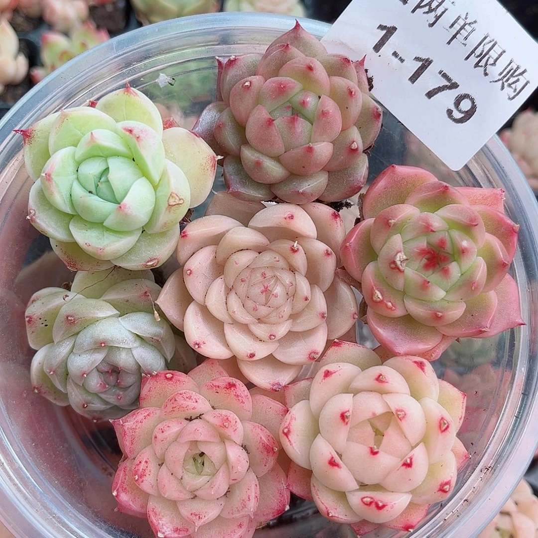 1-179 新疆西藏内蒙不发 12.8包邮2-3公分多肉